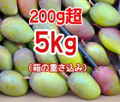 摘果マンゴー 未熟マンゴー 加工用マンゴー グリーン/ 約5㎏〈200g超