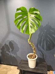 一点物】希少 モンステラ デリシオーサ 木質化 気根 根上がり 観葉植物