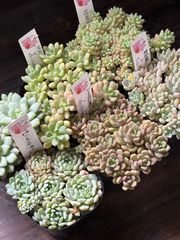 古都の葉さん多肉 ミモザブーケ 現品 - メルカリ
