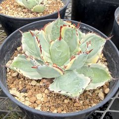 輸入球 希少 ユーフォルビア 白ホリダ 螺旋/渦巻き かき仔 送料込み