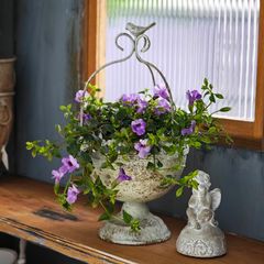 SUMMER SALE》 スーパートレニアのアンティークカップ寄せ植え - メルカリ
