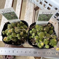 miyaさん苗❣️10％オフ‼️超セール‼️命名株❣️ヨル❣️札付き
