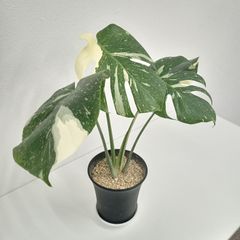 ✨️超大型✨️斑入りクワズイモ✨️アロカシアオキナワシルバー✨️鉢