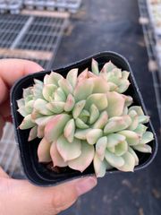 Top【選抜株】多肉植物 26170ジェイドバタフライ 35個 鉢無し/脱土