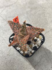 Coyote 安曇野 白鯨 Agave 子株 - メルカリ