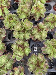 Top【選抜株】多肉植物 26780アボカドクリーム 6個 鉢無し/脱土 - メルカリ