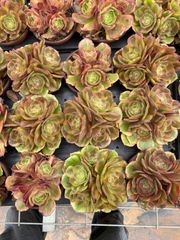 花月夜 超大群生 多肉植物 アエオニウム 抜き苗 - メルカリ