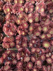 新入荷 20株の抜き苗セット ピンクレディ 多肉植物 佐川急便発送