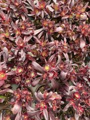 多肉植物　抜き苗　Big Red 新入荷 20株の抜き苗セット ピンクレディ 多肉植物 佐川急便発送