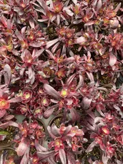 新入荷　20株の抜き苗セット　　多肉植物　佐川急便発送　エケベリア　セダム　韓国苗　Z6567
