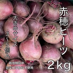 専用 中サイズ 畑のルビー‼️ 食べる輸血と話題の赤穂ビーツ rb03