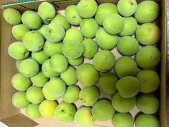 ［増量中］数量限定！青梅【約１kg 】兵庫県丹波篠山産のサムネイル