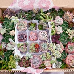 78 多肉植物寄せ植えセット - メルカリ
