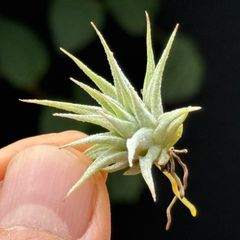 Tillandsia Mayan Pearl 速達発送 Tillandsia Mayan Pearl 速達発送 - メルカリ
