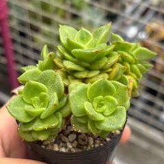 多肉植物 アエオニウム マイバッハ錦 現物苗 - メルカリ