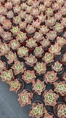 新入荷 セツガンセキカ×10株 CY0158抜き苗 多肉植物 詰め合わせ