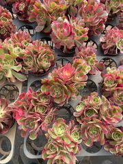 新入荷 セツガンセキカ×10株 CY0158抜き苗 多肉植物 詰め合わせ
