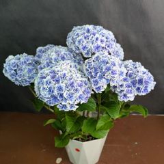 売り尽くし 新品種 紫陽花 アジサイ 那由多 なゆた 4号 ブルー 現物 14