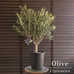創樹 Olive オリーブの木 7号鉢 SOUJU Cipressino シプレッシーノ オリーブ 0606BKのサムネイル