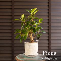パンダガジュマル 4号 陶器鉢 ピック付 観葉植物 コパンダ ガジュマル