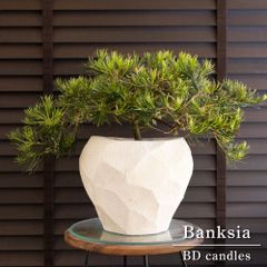 パンダガジュマル 4号 陶器鉢 ピック付 観葉植物 コパンダ ガジュマル