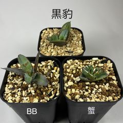 アガベ 笹の雪 氷山 鉢ごと発送 匿名配送 - メルカリ