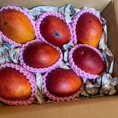 宮崎産 訳ありマンゴー 18玉 5.5kg 新品 - メルカリ