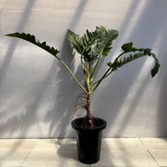 直接引取希望】クッカバラ 根立 特殊形状 高さ90cm - メルカリ