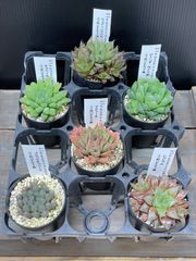 鉢ごと発送】人気のチタノタ12種セット【ネームタグ付】 - メルカリ