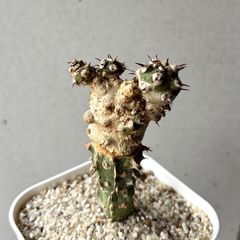 珍品 開花 ユーフォルビア カンダレンシス×クラビゲラ ハイブリッド