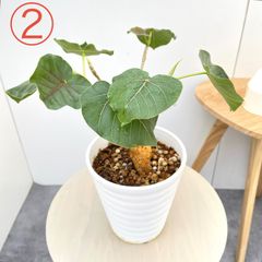 フィロデンドロン セローム 根上がり 2【現品】観葉植物 室内 6号