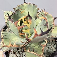 アガベ チタノタ '火鳳凰'｜台湾《Dragon Agave産》、タグ付き、③