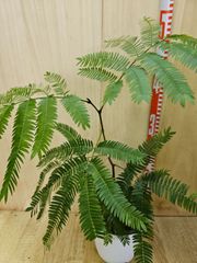 観葉植物 寄せ植え 4種類 プラスチックプランター植え ヤマト便発送