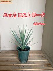 超大株！コルジリネ コーヒークラシック1.4M(鉢底から)期間限定セール