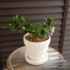 コパンダガジュマル　陶器鉢 パンダガジュマル 4号 陶器鉢 ピック付 観葉植物 コパンダ ガジュマル