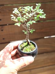 欅盆栽 ケヤキ盆栽 苗木 3本セット - メルカリ
