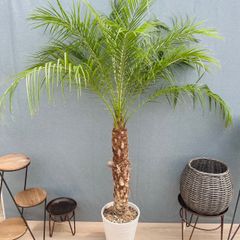 現品］【希少】7番 フィカス グランディス 曲がり 10号 観葉植物 室内