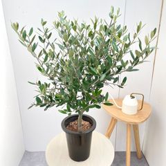 アカシア ブルーブッシュ シルバーリーフ 卵形陶器鉢 植え込み発送