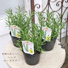 2026年最新】春の花 苗の人気アイテム - メルカリ