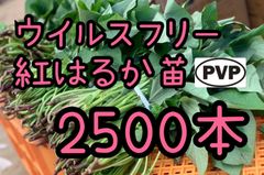 特選品】紅はるか苗☆500本 6月下旬から発送可能 - メルカリ