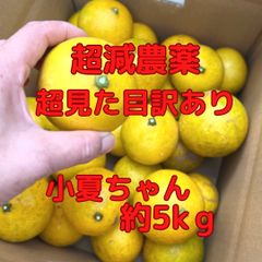 リピーター様限定 大玉カラマンダリン6kgご家庭用 - メルカリ