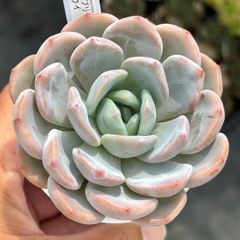 現物 美苗 多肉植物 エケベリア オレンジモンロー錦 大株 7cm 抜き苗