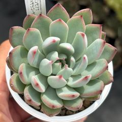 青鬼① おらいさん苗 ミックスベリア 多肉植物 - メルカリ