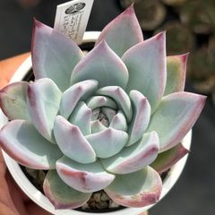 アリエル錦 Echeveria Ariel - メルカリ