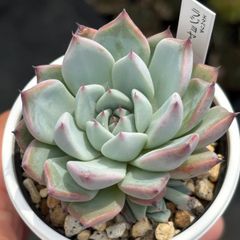 多肉植物 リンゼアナxホーリンゼ TYさん苗 自家受粉 - メルカリ