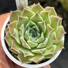 ☆超レア美苗！☆ザラゴーサSPノバ（子株2付き）多肉植物（土ポット