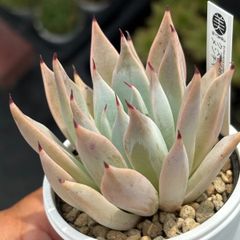 ハオルチア ☆ 白蛇伝（カキ仔発根済み）全斑苗オマケ付き 白