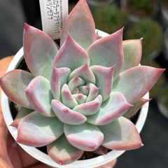苺花×アテマハック札付きポットごとメルカリ便SSSさん苗 苺花×アテマハック 札付きポットごとメルカリ便SSS さん苗 - メルカリ