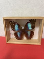 Morpho menelaus モルフォ蝶 標本 ゴールドフレーム - メルカリ