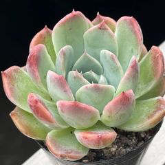 多肉植物 キャラリアン④ 抜き苗 - メルカリ
